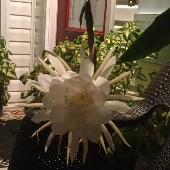 Meet your Posher, Glenda - Picture 1 of 1